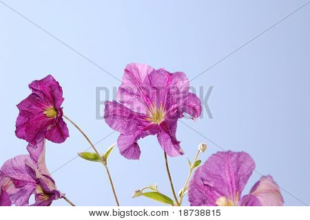 climatis อมม่วงดอกไม้บนพื้นฟ้า