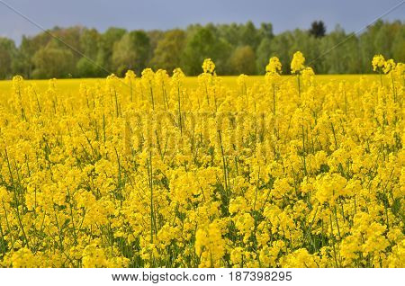 Spring field sown oilseed South Bohemia Czech Republic