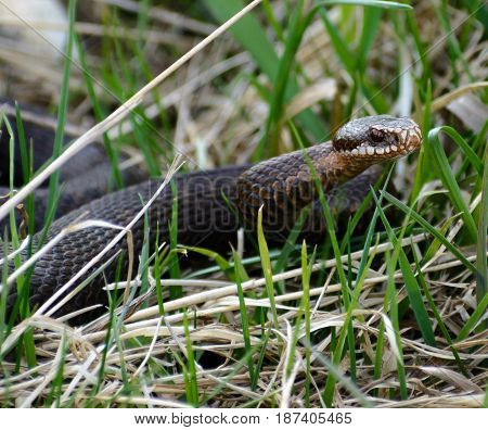 Female european adder Vipera berus nikolskii. Snake in wild nature