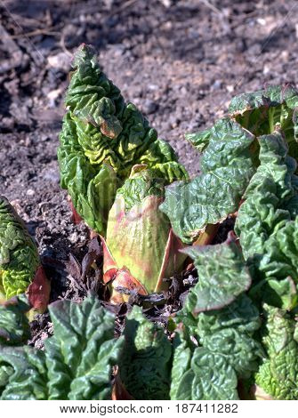 young shoots of rhubarb in the in the spring garden early morning