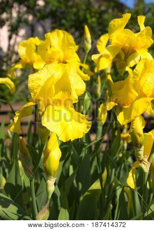 Close-up of a yellow flower of bearded iris (Iris germanica). Flower bed of irises. Iridarius