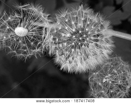 three dandelion clocks with seeds flying away