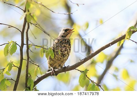 funny little chick Blackbird sitting in a tree waiting for parents