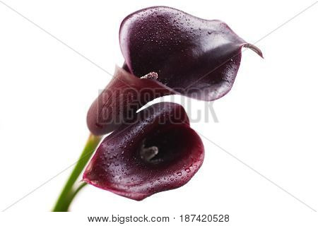 Two Flowers Of Dark Red Calla