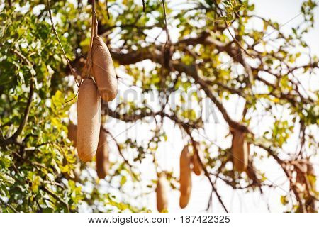 Close-up picture of Kigelia Africana or sausage tree fruits in Southern Africa