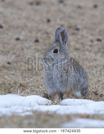Mountain Cottontail on white snow and grass