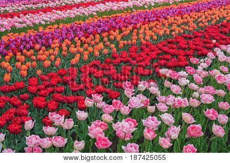 Colorful tulips in spring Keukenhof Netherlands Europe. Blooming tulip Keukenhof garden. Beautiful multicolored landscape. Flower field with dutch tulips. Scenery of tulip farm in North Holland