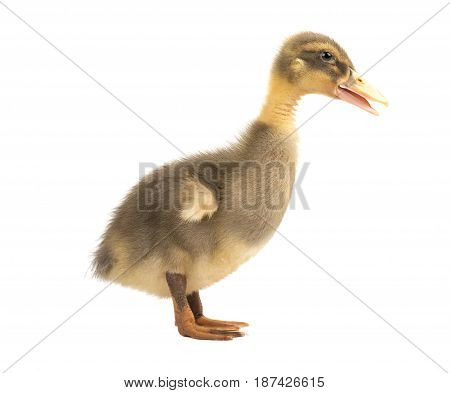 Cute little duckling isolated on white background