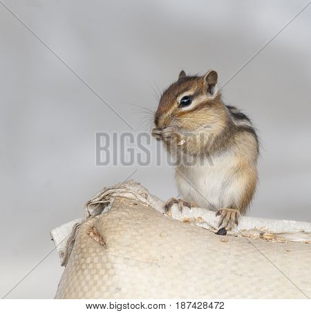 Siberian Chipmunk On Grain Bag Eating Wheat