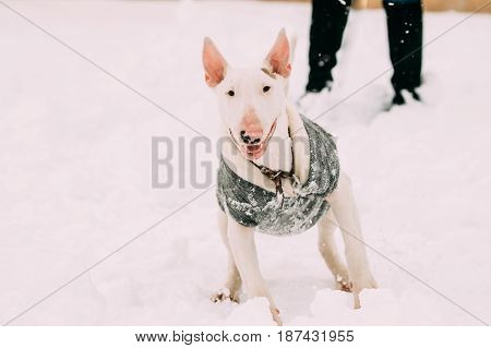 Funny Young English Bull Terrier Bullterrier Puppy Dog Playing Outdoor In Snow, Winter Season. Playful Pet Outdoors.