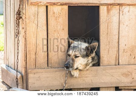 Guard Dog Sits In A Kennel Chain And Is Sad