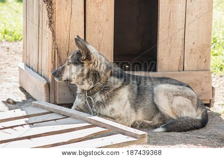 Dog On The Chain Rests In The Shade Of The Kennel.