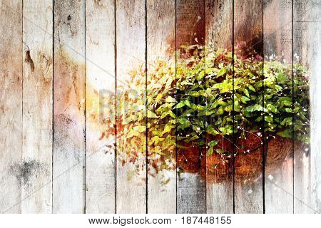 Texture of overlay Ornamental plants in pots of dried coconut rim with morning sun on old wood background