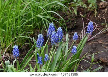 Muscari Or Mouse Hyacinth (muscari Neglectum)