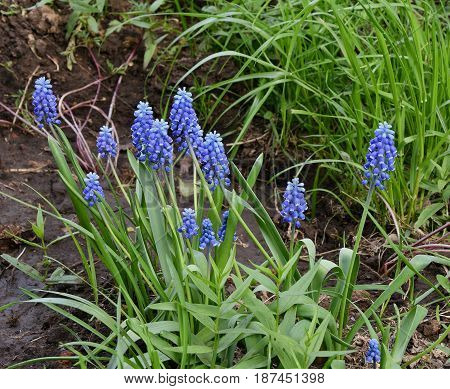 Muscari Or Mouse Hyacinth (muscari Neglectum)