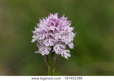 Flower of a three-toothed orchid (Neotinea tridentata) a wild orchid in Europe.
