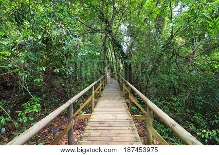 Boardwalk in forest Manuel Antonio Costa Rica