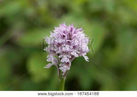 Flower of a three-toothed orchid (Neotinea tridentata) a wild orchid in Europe.