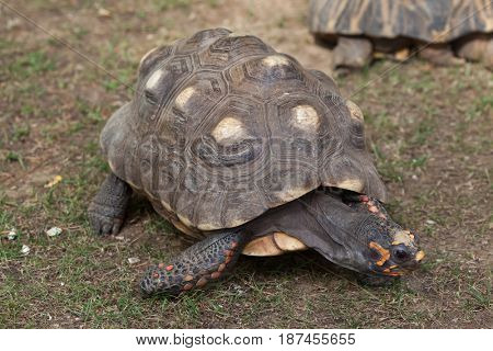 Red-footed tortoise (Chelonoidis carbonaria). Wildlife animal. 