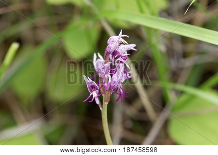 Flower of the Monkey orchid (Orchis simia) a wild orchid in Europe.