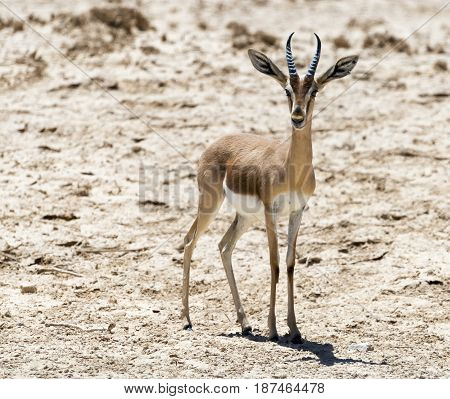 Dorcas gazelle (Gazella dorcas) inhabits desert areas of Africa and Middle East