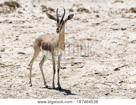 Dorcas gazelle (Gazella dorcas) inhabits desert areas of Africa and Middle East