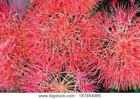 Red Blood lily flowers. Pink powder puff lily selective focus Scientific Name is Haemanthus Multiflorus or Scadoxus puniceus