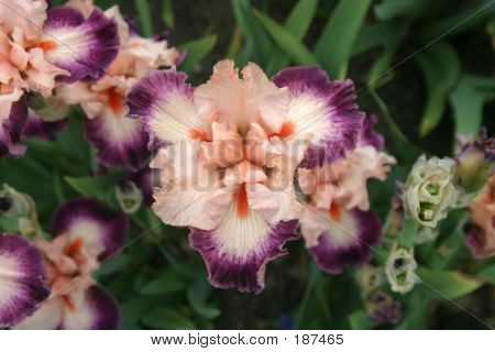 Iris In Bloom