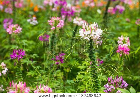 Capparaceae Flower