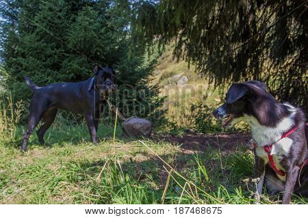 Two Black Dogs In The Mountains, Almaty, Kazakhstan. Cane Corso Italiano And White And Black Dog
