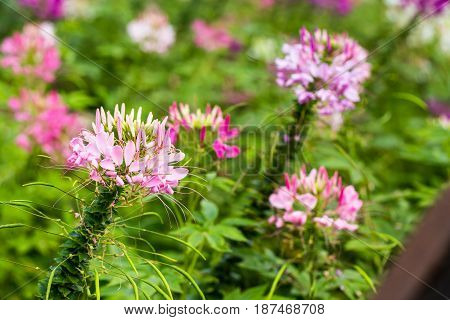 Capparaceae Flower