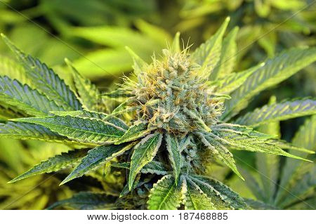 A close-up of a beautiful indoor grown female marijuana flower covered in frosty crystals.