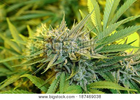 A close-up of a beautiful indoor grown female marijuana flower covered in frosty crystals.