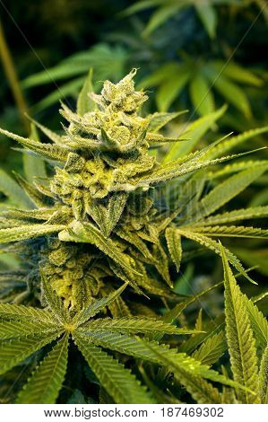 A close-up of a beautiful indoor grown female marijuana flower.