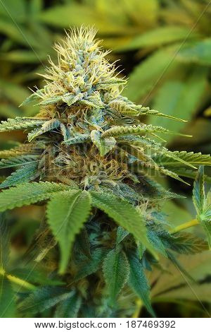 A close-up of a beautiful indoor grown female marijuana flower covered in frosty crystals.
