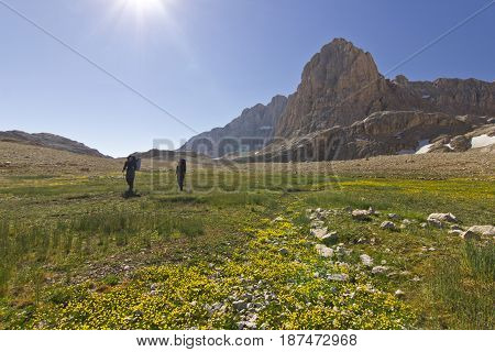 hiker standing on colorful yellow flowers and green grass with stones, and big rock on Background in Turkey mountains, Aladaglar
