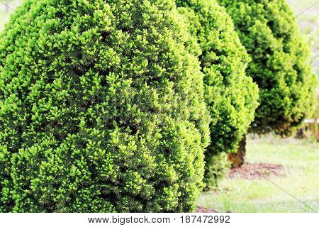 Picea glauca Conica dwarf decorative coniferous evergreen tree. Also known as Canadian, skunk , cat , Black Hills, Alberta white spruce .