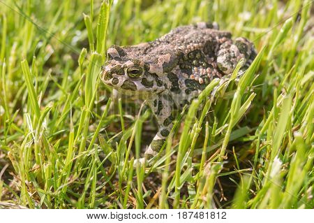 Green toad hiding in spring grass at sunny spring morning