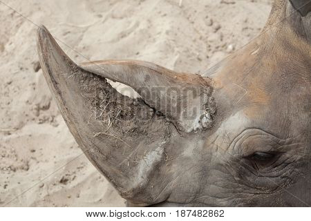 Horn of the Southern white rhinoceros (Ceratotherium simum simum).  
