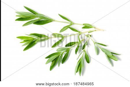 Sprig of fresh thyme isolated on a white background.