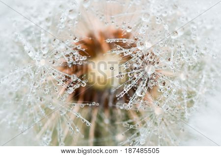 Drops of dew formed in the summer morning on the fuzz of a dandelion flower leontodon