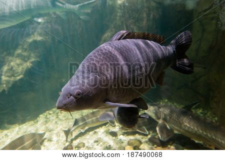 Freshwater fish of the carp in the environment. Cyprinus carpio