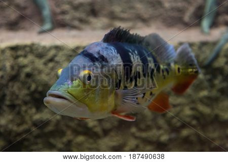 Cichla ocellaris, Peacock Bass. Exotic fish in aquarium
