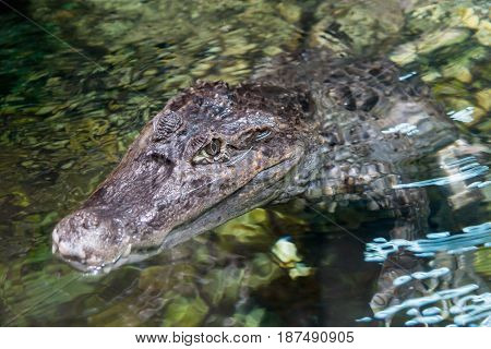 The alligator in the pond, Caiman crocodilus