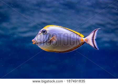 Fish-Rhino in the aquarium. Naso lituratus. Surgeon Fish