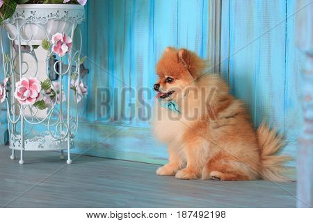 Pomeranian puppy sitts near the wooden wall. Pet animal.