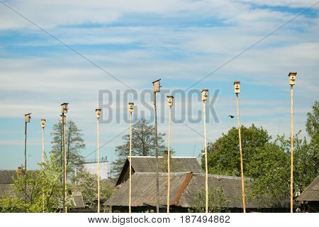 Varicolored colorful wooden nesting boxes birdhouses on the blue sky bird's hostel. A lot of bird houses on one tree.Community concept.Living space