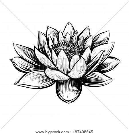 Vector water lily. Lotus illustration. Black and white graphic art line. Linocut style.