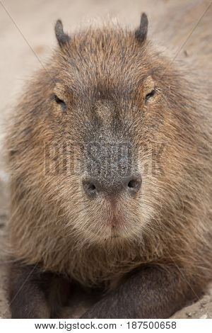 Capybara (Hydrochoerus hydrochaeris). Wildlife animal. 