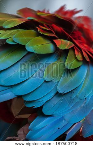 Green-winged macaw (Ara chloropterus), also known as the red-and-green macaw. Plumage texture.